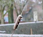 winter-ice-cattail-frozen-946145.jpg