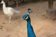 peacock-bird-peafowl-head-animal-1012054.jpg