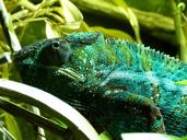 chameleon-reptile-lizard-animal-195784.jpg