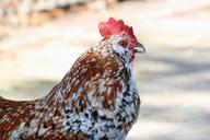 rooster-bantam-profile-black-1336423.jpg