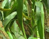 green-mamba-dendroaspis-viridis-1558236.jpg