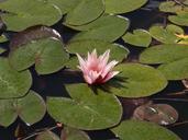 water-lily-lily-pond-water-nature-539071.jpg