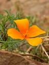 california-poppy-flower-yellow-1022072.jpg