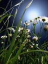 meadow-daisies-flower-white-nature-647218.jpg