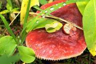 mushroom-forest-natural-wild-671003.jpg