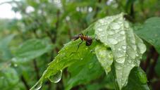 ants-nature-water-foliage-insects-766487.jpg