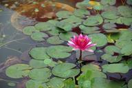 water-lilies-flowering-beautiful-577143.jpg