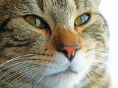 cat-kitten-feline-tabby-cute-383918.jpg