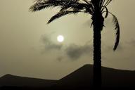 palm-tree-sun-sunset-landscape-436975.jpg