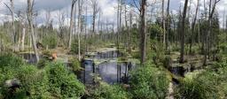 marsh-bialowieza-forest-forest-1610576.jpg