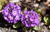 primrose-drumstick-flower-plant-748496.jpg