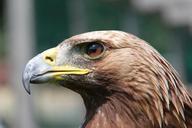 adler-raptor-bird-of-prey-bird-787093.jpg