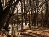 marsh-forest-road-nature-trees-284697.jpg