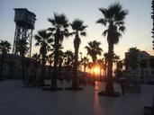 palms-sunset-barcelona-642183.jpg