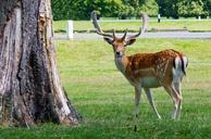 deer-roe-deer-portrait-antlers-317005.jpg