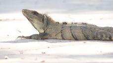 iguana-hot-lizard-wildlife-dragon-346447.jpg