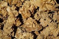 sand-roses-sahara-desert-minerals-534895.jpg