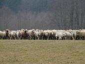 flock-of-sheep-sheep-flock-49670.jpg