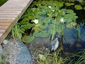 pools-water-lilies-boardwalk-247243.jpg