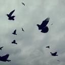 birds-flight-sky-wing-flying-477579.jpg