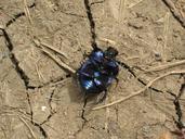 beetle-macro-black-dung-beetle-165952.jpg