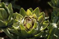 artichoke-vegetables-food-plant-190728.jpg