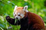 red-panda-animal-panda-wild-958256.jpg