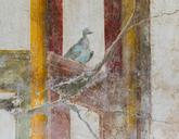 Fresco pigeon Oplontis.jpg