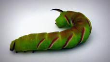 caterpillar-animal-thick-caterpillar-697467.jpg