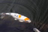 brocade-carp-koi-carp-fish-swim-1298230.jpg