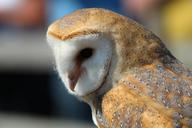 raptor-barn-owl-head-nature-birds-284191.jpg