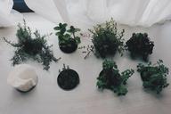 plants-decor-seedlings-decoration-922901.jpg