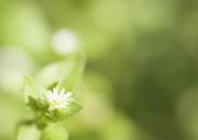 Lawn-daisy-Bellis-perennis.jpg