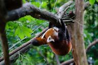 Red Panda (29633251512).jpg