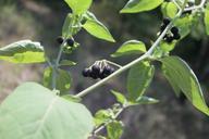 berries-black-nigrum-poisonous-87235.jpg