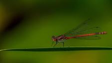 damselfly-insect-macro-nature-1330092.jpg