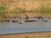 hippo-hippopotamus-water-africa-955885.jpg