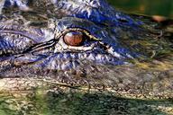 alligator-eye-head-wildlife-nature-1087745.jpg