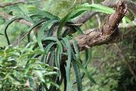 tree-plant-jungle-tribe-epiphyte-639145.jpg