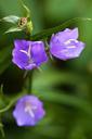 bell-bellflower-bloom-blossom-blue-71610.jpg