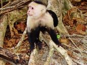 costa-rica-jungle-monkey-wildlife-318899.jpg