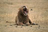 lion-yawning-wild-animal-big-cat-601961.jpg