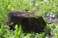 trunk-tree-moss-omsza%C5%82e-old-cut-1373371.jpg