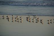 seagulls-gulls-shore-birds-beach-241953.jpg