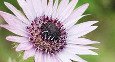 purple-thistle-berkheya-purpurea-1524801.jpg