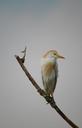 cattle-egret-birds-nature-1174082.jpg