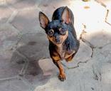 dog-courtyard-hanoi-vietnam-1507697.jpg