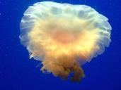 jellyfish-underwater-aquarium-474057.jpg