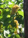 grapes-white-vine-vineyard-wine-419185.jpg