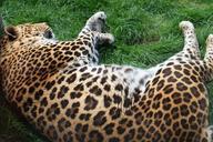 leopard-animal-sleeping-886983.jpg